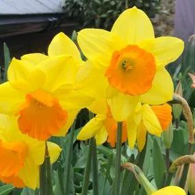 Fortune Daffodil (Narcissus Fortune) Img 2